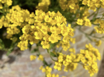 gele bloemen tegen onscherpe muur op de achtergrond