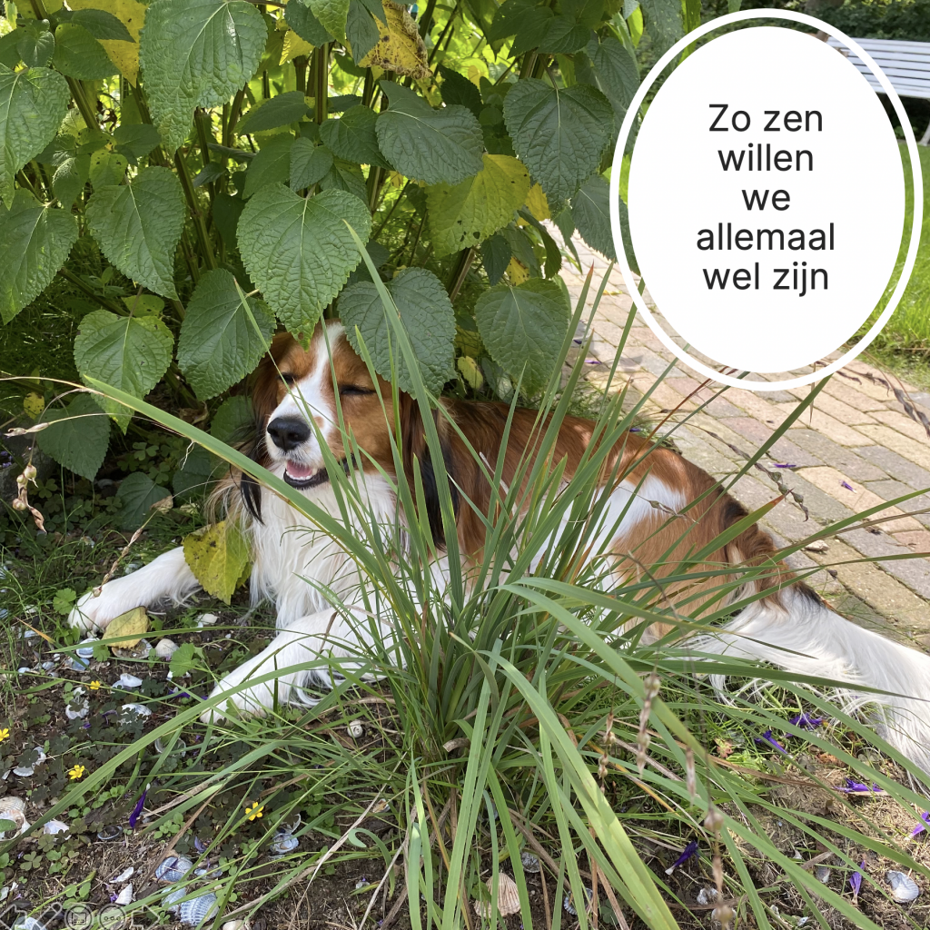 Zo zen willen we allemaal wel zijn. Hond ontspannen onder een plant.
