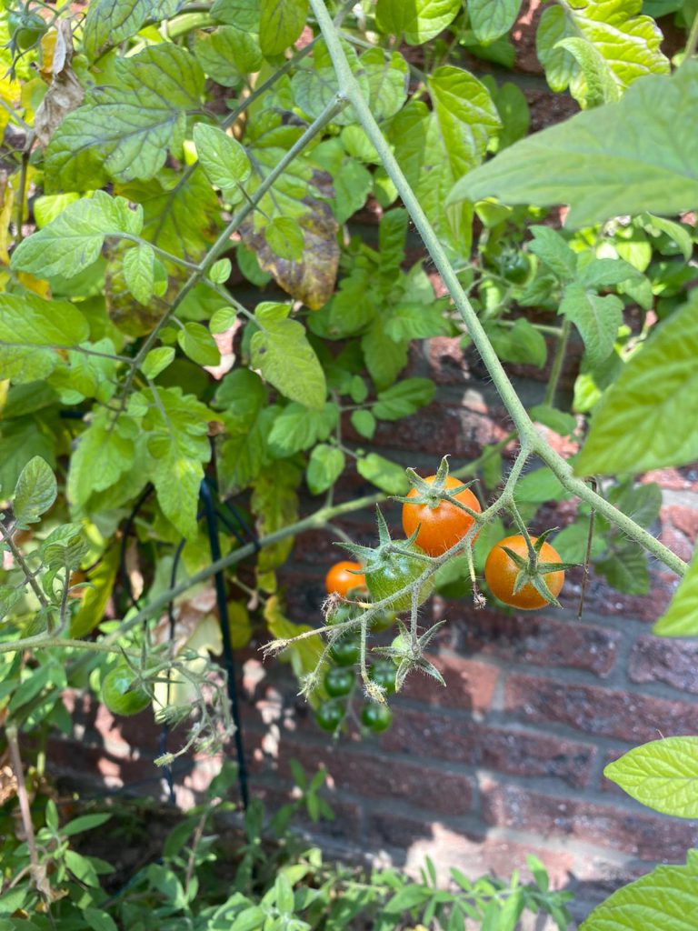 Mini tomaten uit eigen tuin
