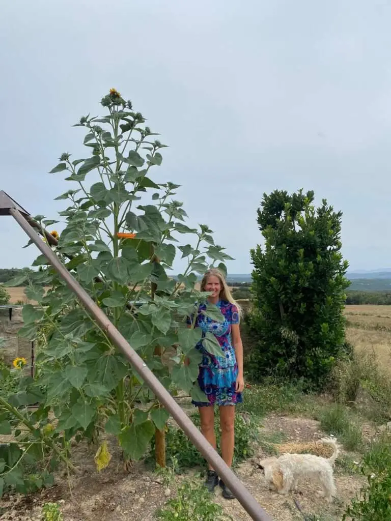 Een 'boom' van een zonnebloem door de energie van de piramide. Astrid van Pluuren staat ernaast om een beeld te geven van de grootte.
