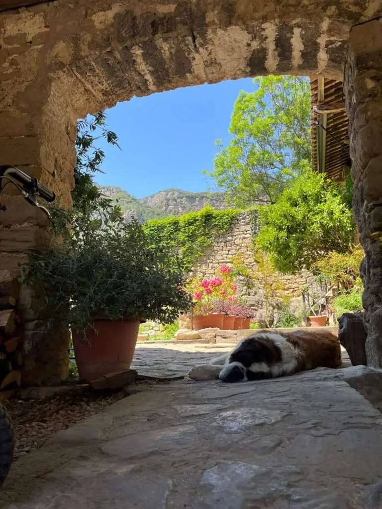 Sint Bernard hond ligt ontspannen onder een poort.